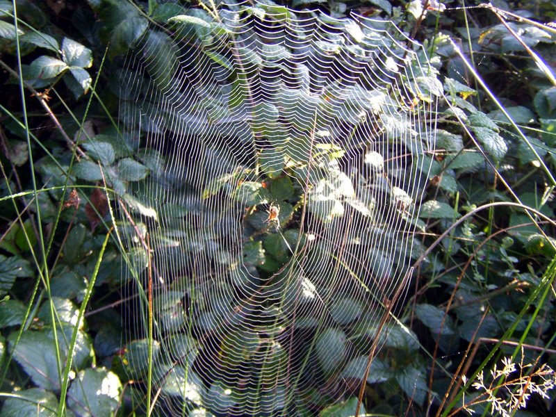 2011 10 02 Baies et champignons 13